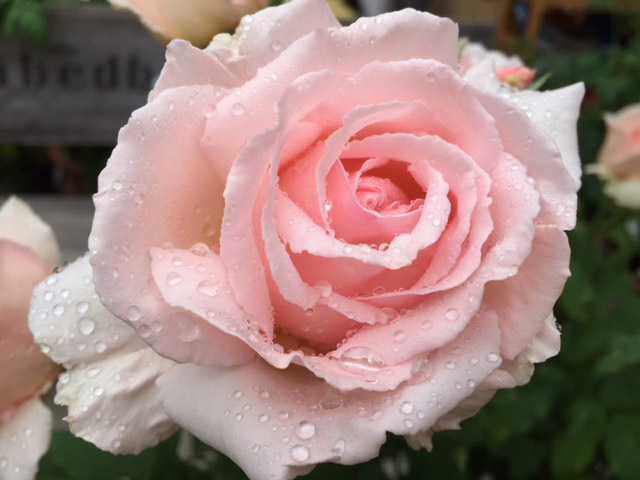 Reiki kann heilen wie der Tau auf der zarten Rose.